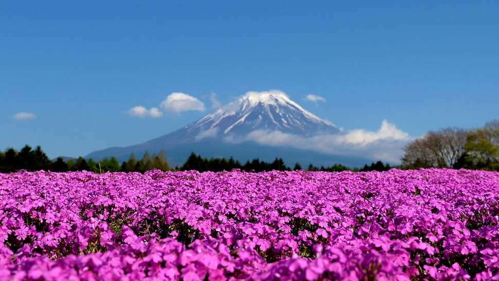 Повеќе Луѓе Извршиле Самоубиство во Само Еден Месец во Јапонија Отколку што Умреле Цела Година од КОВИД!
